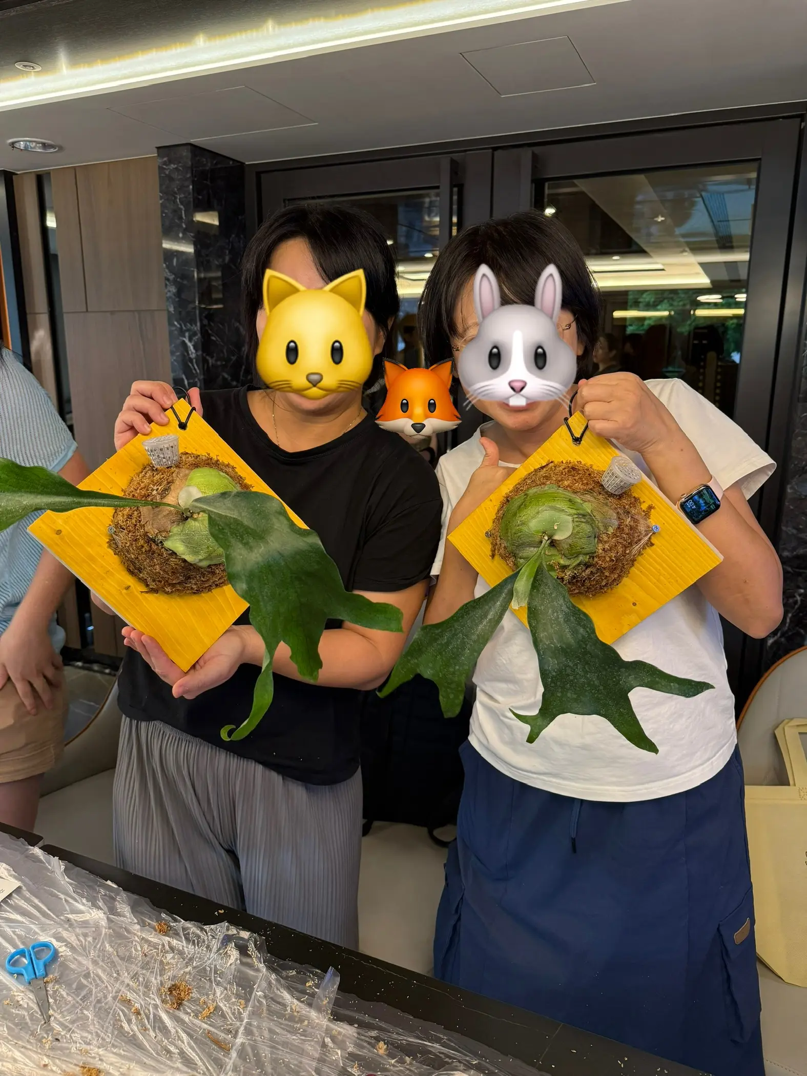 日和植所 鹿角蕨上板
