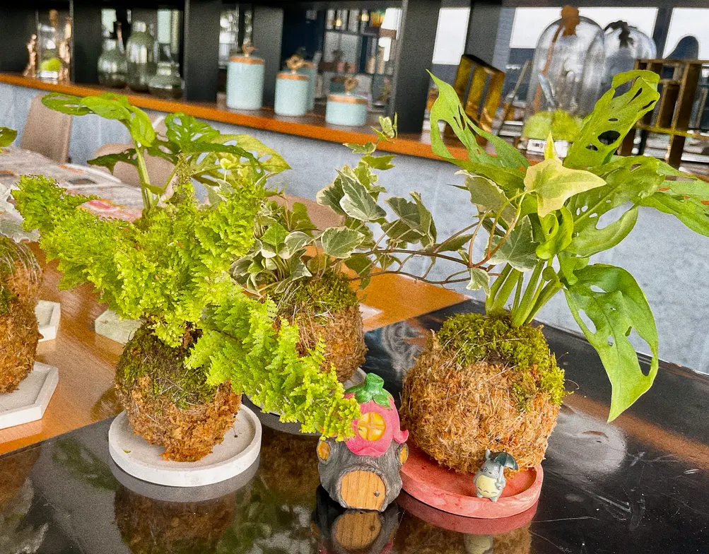 苔球療癒手作