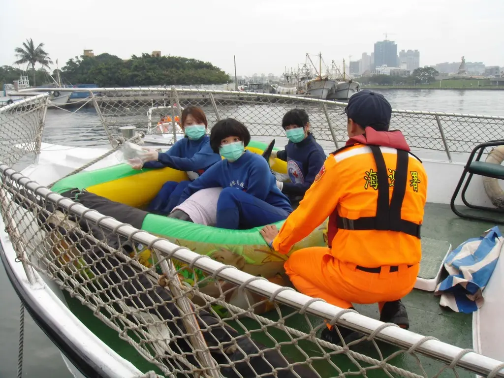 協助搭乘海巡艦艇出海將鯨豚送回浩瀚大海